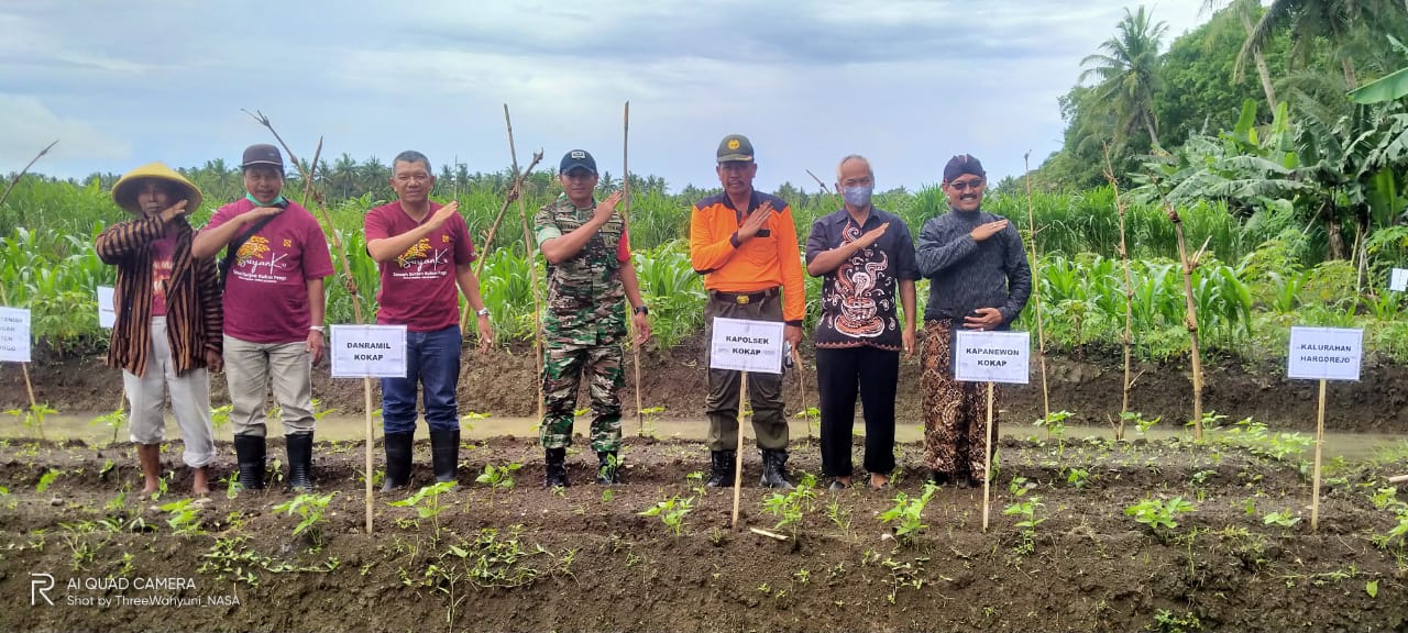 Lomba Sawah Surjan Di Padukuhan Kriyan Hargorejo